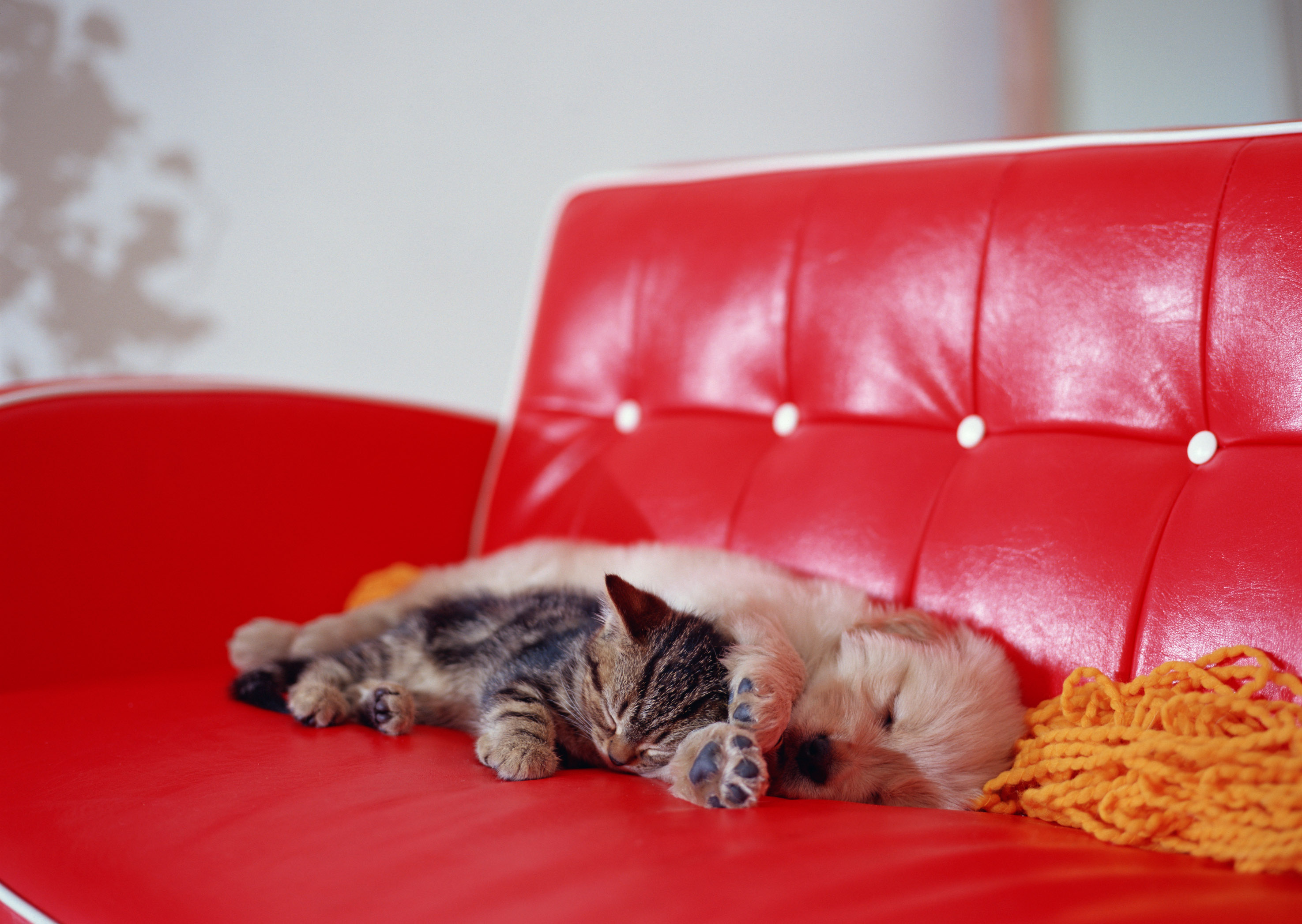 子犬と子猫の画像