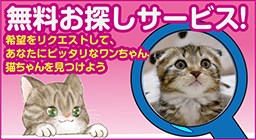 子猫を検索する