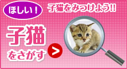 子猫を検索する
