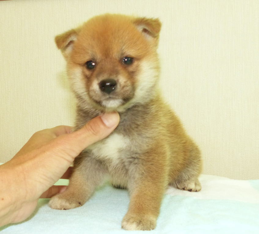 綺麗な毛色と顔立ちの雄子犬です。