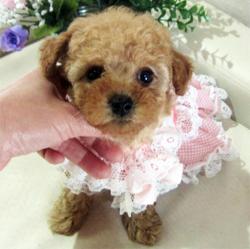 ももの赤ちゃん!