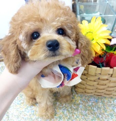 淡い綺麗なティーカップサイズのお姫様