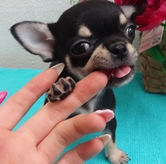 特選!!!マイクロ極小王子♪