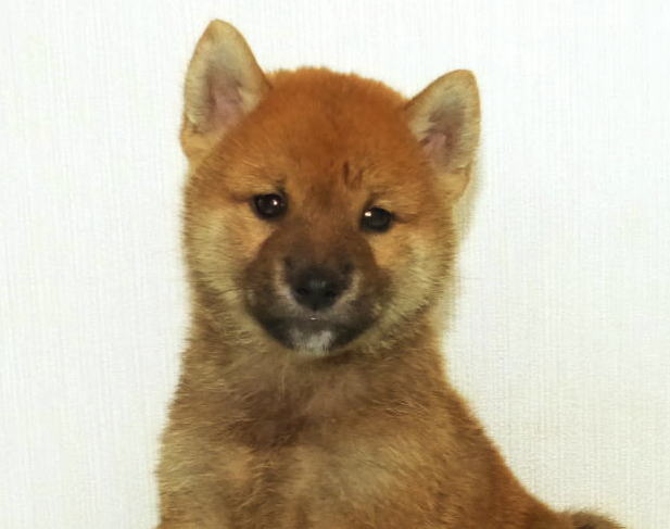 可愛い顔立ちの赤柴子犬です