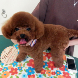 父犬