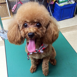 母犬