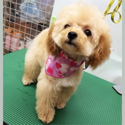 母犬