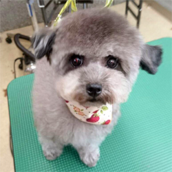 母親蘭子