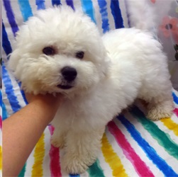 珍しい犬種!!