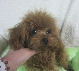 父犬ムックン