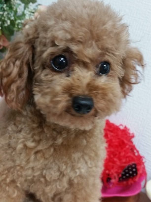 母犬じぇら