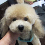 母犬りん