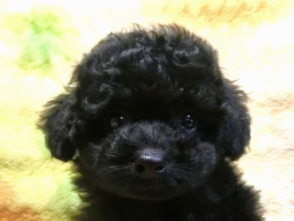 小っちゃいお顔短いお鼻!クリクリお目々の男の仔♪