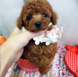 くりくりお目めのキュートな子
