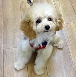 飼いやすさ抜群!クリクリお目目の男の子♪