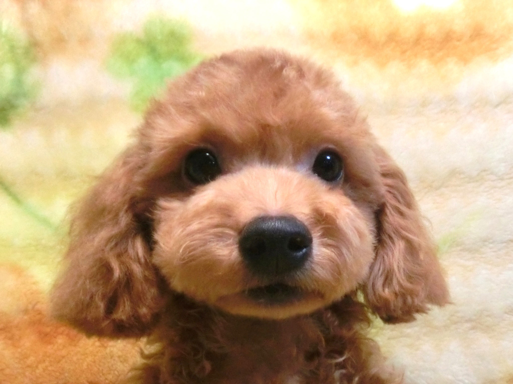 めっちゃカワイイ!!円らな瞳でまん丸お顔の男の仔♪
