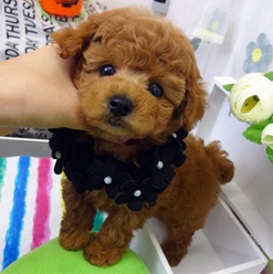 足の短いドワーフ君