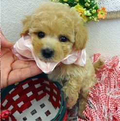 大人気のミックスちゃん