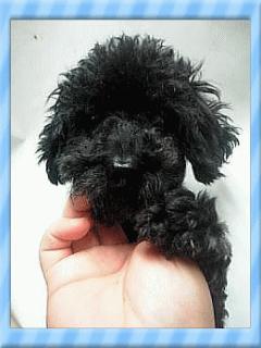 父犬