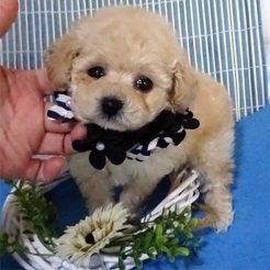 癒し系ぷーちゃん