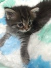 愛らしい子です。