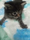 綺麗な可愛い男の子です。