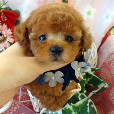 コロコロした胴の詰った体型のティーカップ君