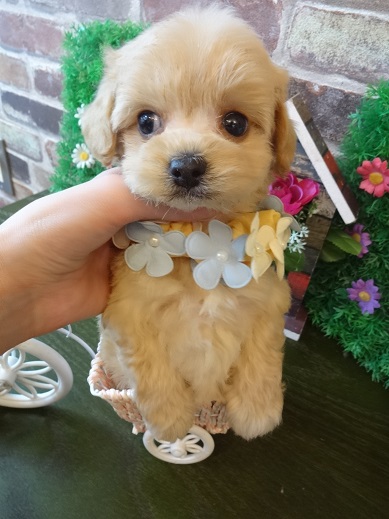 癒し癒される特別のミックスちゃん