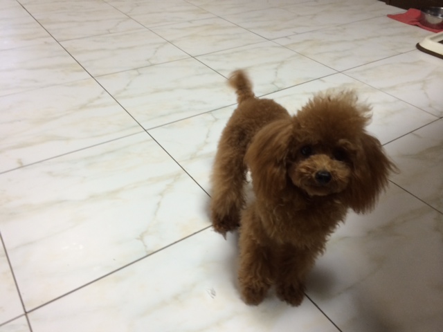 母犬 ネット