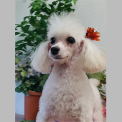母犬 えみ