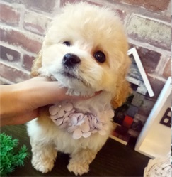 人犬種の人気ミックス ビションプー