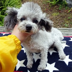 母犬