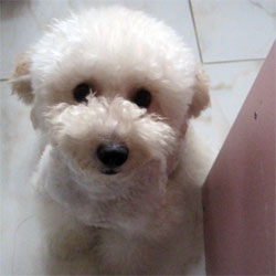 母犬