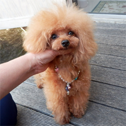 父犬