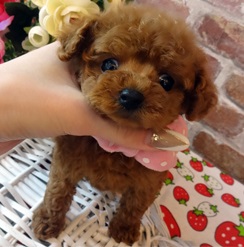 Tカップサイズ犬☆