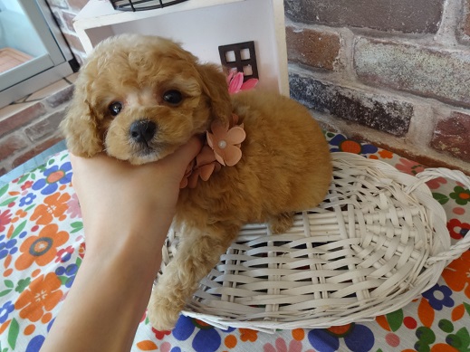 タイニーSSサイズ予想です♡♡