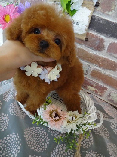 タイニーSSサイズ予想です♡♡