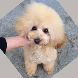 母犬 ティー