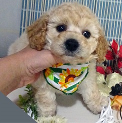 大人気のMIX犬☆ビションプーです