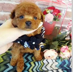 ティーカップサイズ予想!