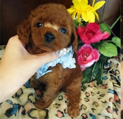 とっても優しい男の子♡