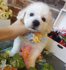 まさにしろくまのぬいぐるみ🐶