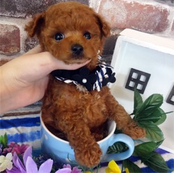 可愛いレッドの男の子💖