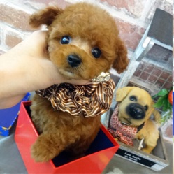とっても甘えん坊の小さい男の子🐶