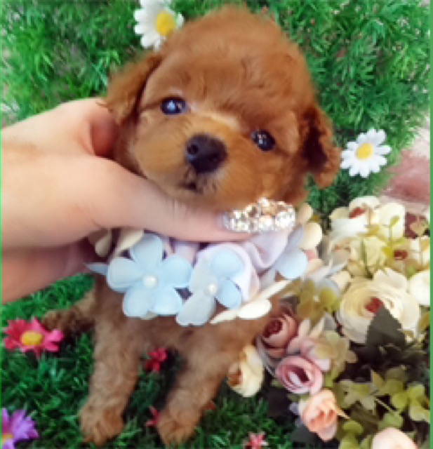 うっとり顔のわんちゃん💕
