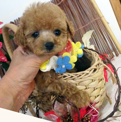 お目々の大きな、ティーカップサイズ予想。