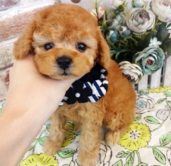うるうるした目がたまりません(#^.^#)