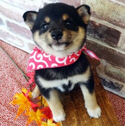 父犬チャンピオン犬!キュートな豆柴ちゃんです!