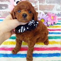ころっころのボディーが可愛いです☆