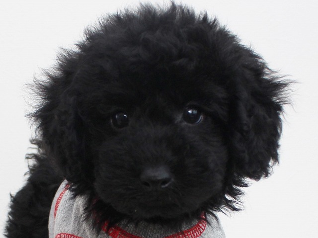パパはチャンピオン犬!良血統の黒い男の子